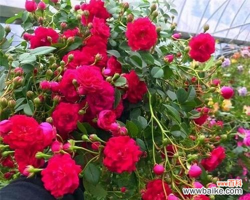 以花朵为象征的植物和他们的浪漫故事 植物中的爱情至死不渝