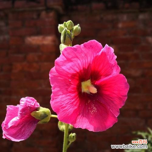 以花朵为象征的植物和他们的浪漫故事 植物中的爱情至死不渝