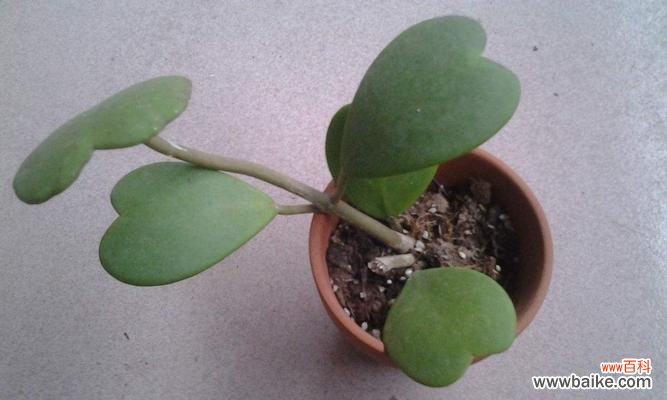 揭开植物世界中的爱情密码，解读15种象征爱情的植物 爱情花园