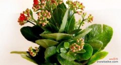 揭秘象征财运的15种植物，让财运滚滚而来 ，寓财于花