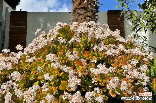 揭秘象征财运的15种植物,让财运滚滚而来 ,寓财于花