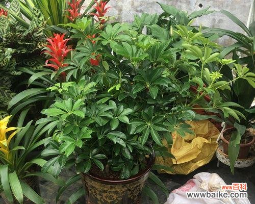 揭秘象征财运的15种植物,让财运滚滚而来 ,寓财于花