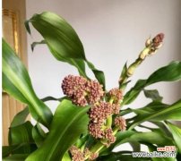 坚韧不拔，生生不息 不屈之植物