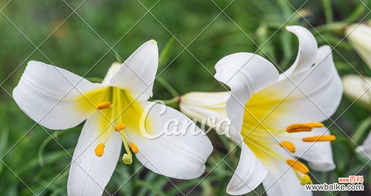 植物中的春天,让我们沉醉其中 春天的花朵绽放,美丽如画