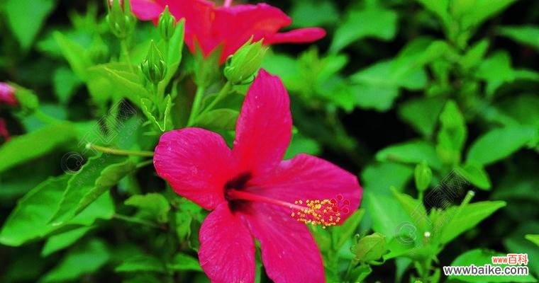 植物中的春天,让我们沉醉其中 春天的花朵绽放,美丽如画