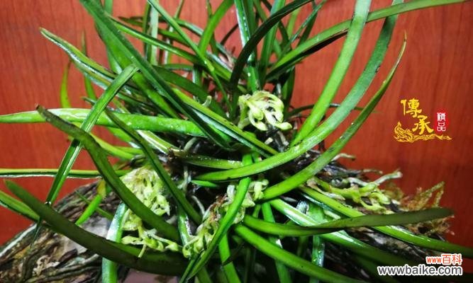 从根基到枝叶 传承之植