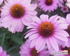 松果菊花语的意义与传承 松果菊花语