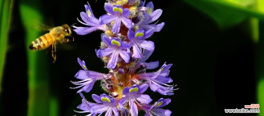 探索梭鱼草的花语与寓意 梭鱼草花语之美