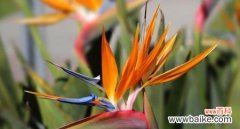 解读天堂鸟花语的深层寓意 天堂鸟的花语——向爱与自由致敬