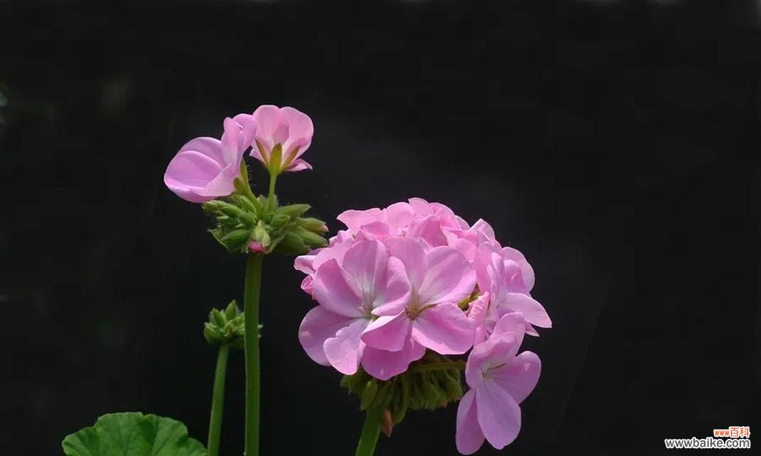 解读天竺葵花语的意义与象征 天竺葵花语的深刻内涵