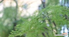 美丽而深刻的花语 文竹的花语