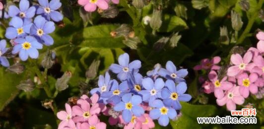 爱与记忆的守护者 以勿忘草的花语