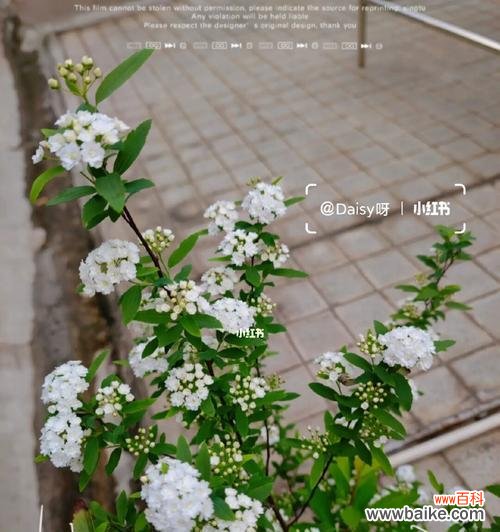 美丽的绣线菊 线叶绣线菊花语之美——探寻花朵背后的寓意