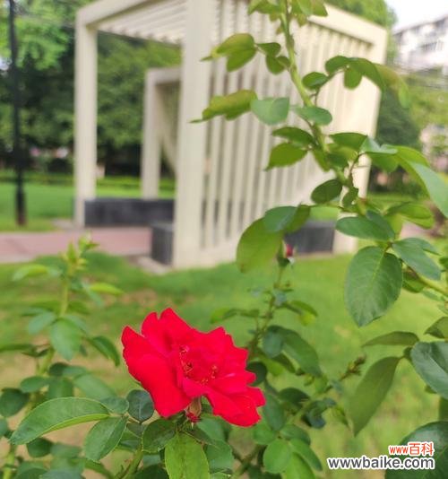 白色月季花的花语是什么?月季花传递什么信息?