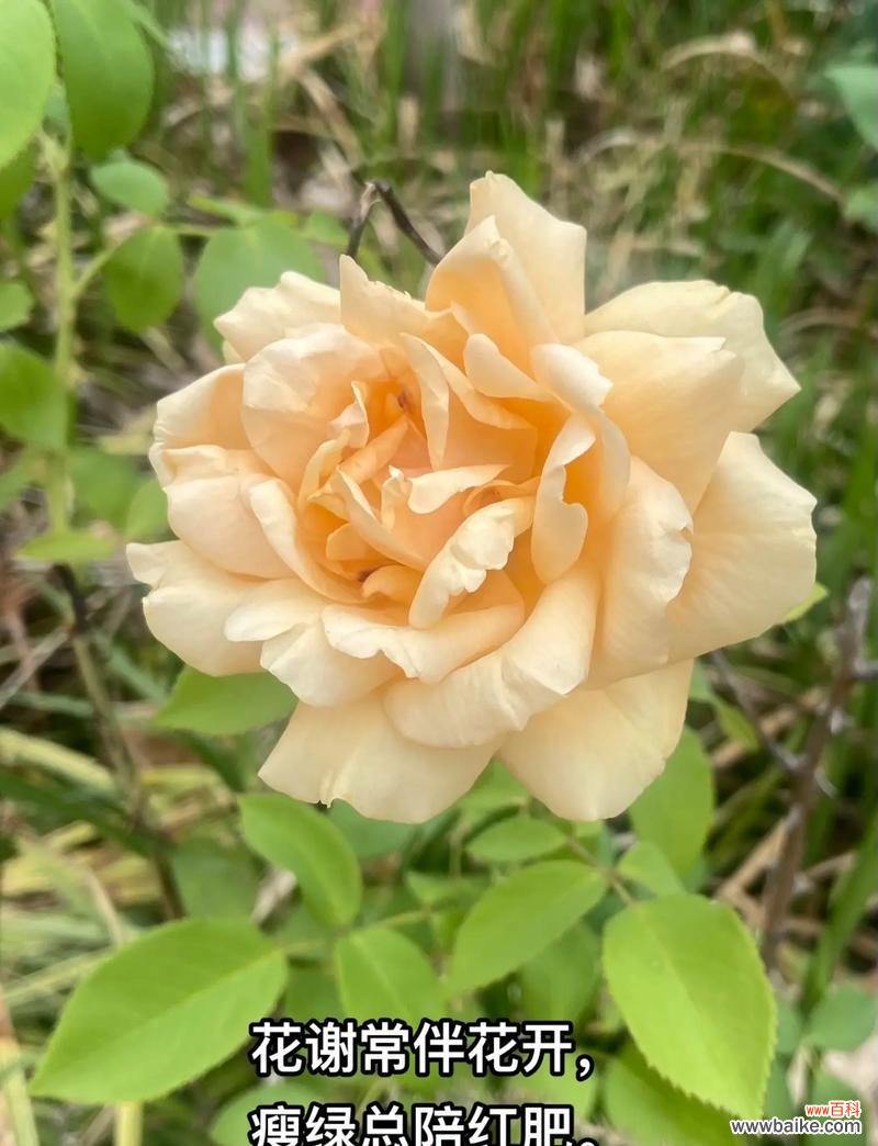 白色月季花的花语是什么?月季花传递什么信息?