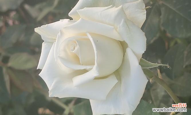 白色月季花的花语是什么?月季花传递什么信息?