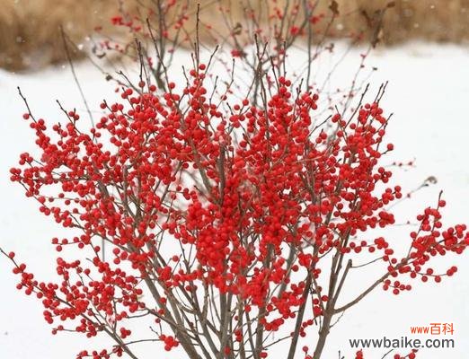 北美冬青的花语是什么?如何用冬青表达爱意?