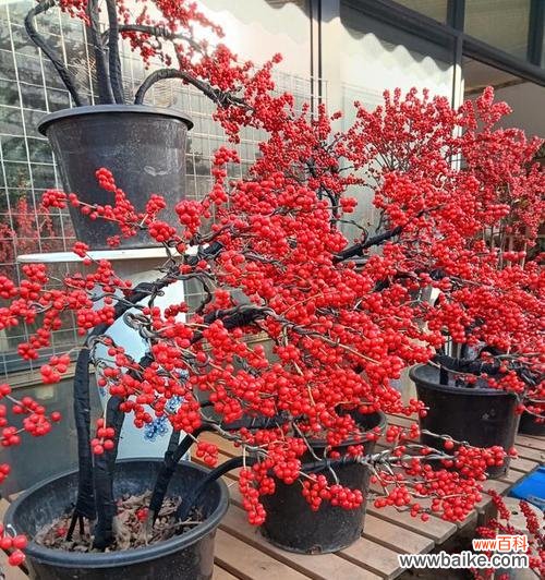 北美冬青的花语是什么?如何用冬青表达爱意?