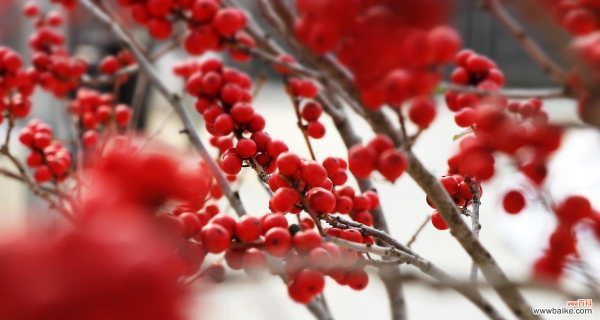 北美冬青的花语是什么?如何用冬青表达爱意?