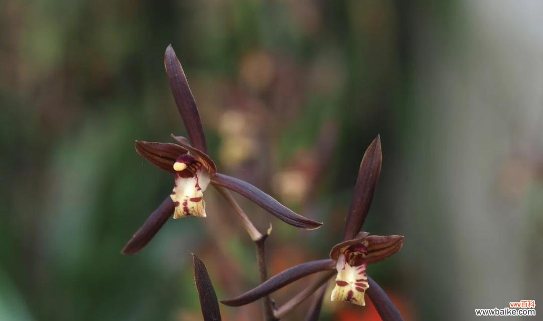 墨兰花的花语是什么？墨兰代表怎样的情感？