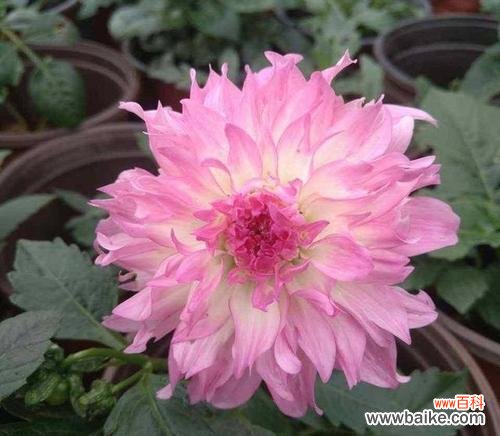 粉色大丽花的花语是什么?大丽花表达什么意义?