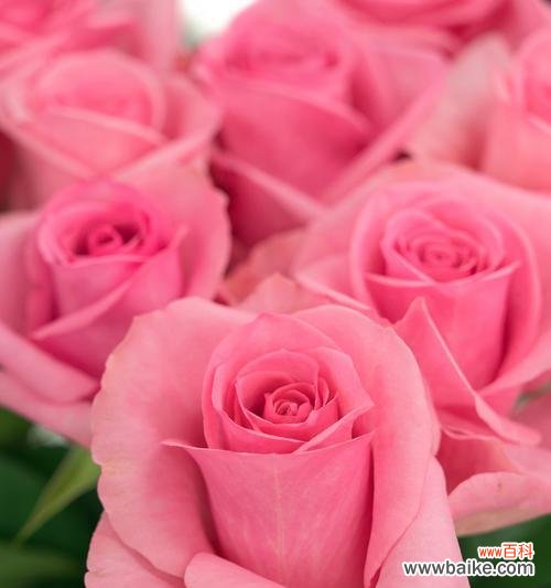 25支玫瑰的花语是什么?如何用25支玫瑰表达爱意?