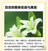 清雅花语代表什么？清雅的花语含义有哪些？