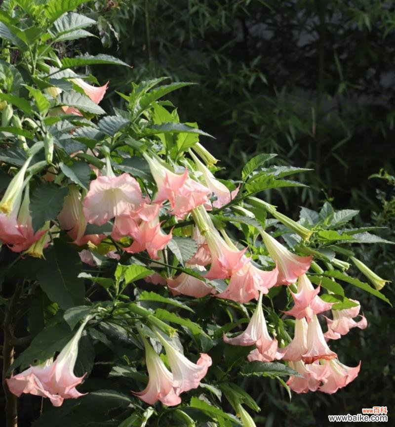 鬼花的寓意象征是什么？鬼花代表了哪些含义？