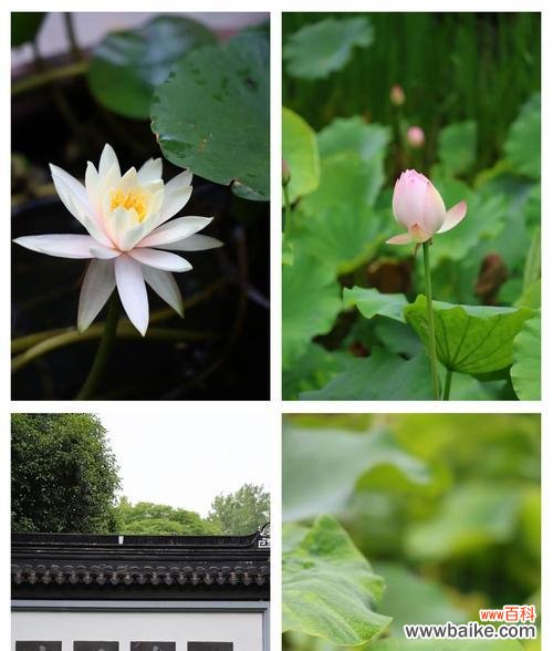 芙蓉和芙蕖分别代表什么花的寓意?