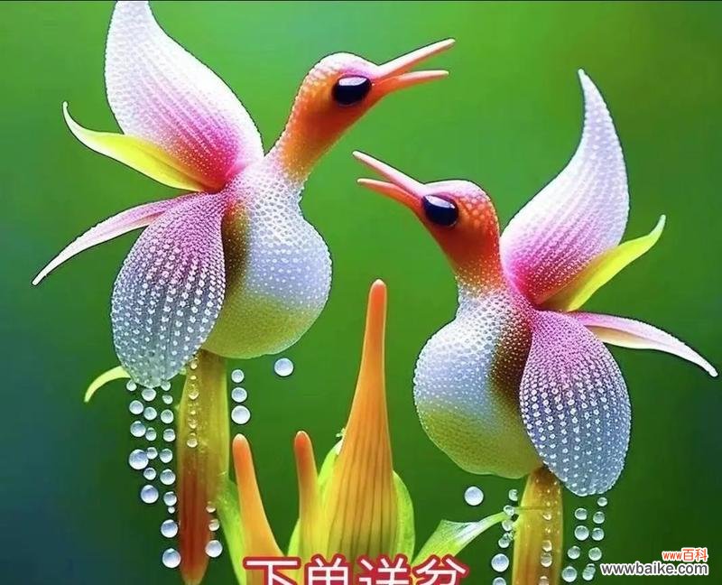 凤凰象征着什么花的寓意?如何理解凤凰花的深层含义?