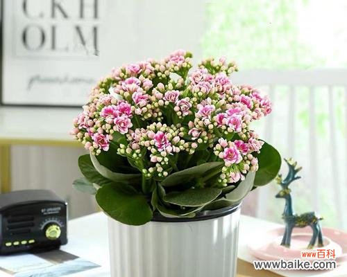 长寿植物的神奇力量与文化意义 象征长寿的植物大揭秘