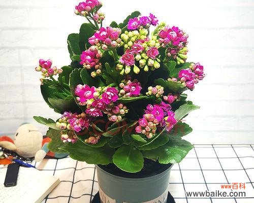 长寿植物的神奇力量与文化意义 象征长寿的植物大揭秘