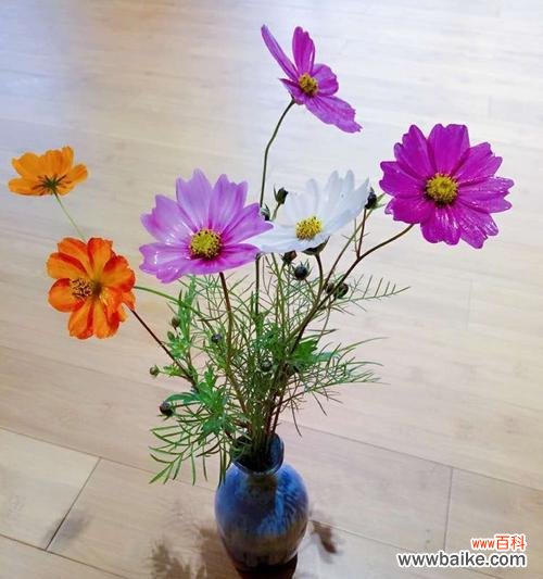 自然中的骄傲者——追寻自我成长的脚步 象征独立自信的植物