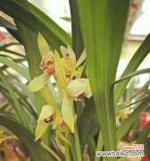 自然中的骄傲者——追寻自我成长的脚步 象征独立自信的植物