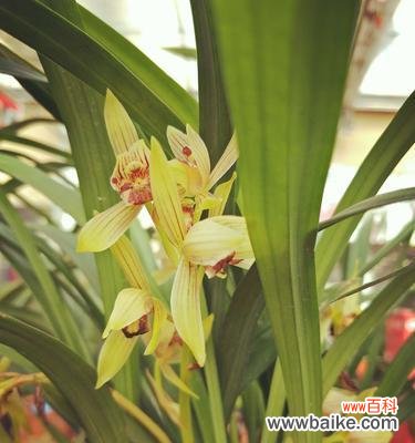 自然中的骄傲者——追寻自我成长的脚步 象征独立自信的植物