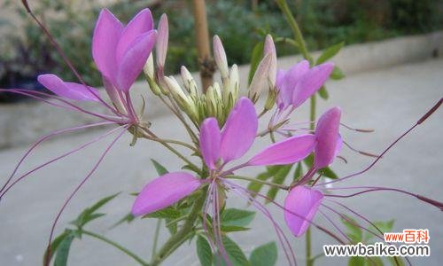 自然中的骄傲者——追寻自我成长的脚步 象征独立自信的植物