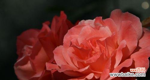 独立自强，生命之花 勇敢的植物世界