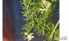 探寻植物中的纯净力量 纯洁之美——植物的象征意义