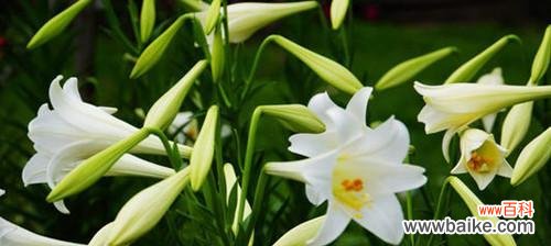 以植物为媒介,感受真挚的爱情 纯洁爱情的象征植物