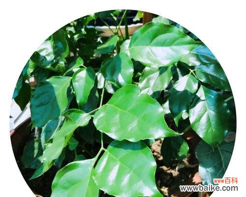 以植物为媒介,感受真挚的爱情 纯洁爱情的象征植物