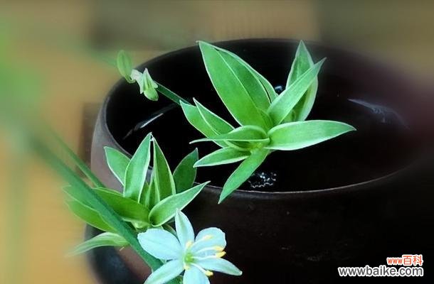 探索植物中象征父母的意义与象征 植物中象征父母的丰沛之爱