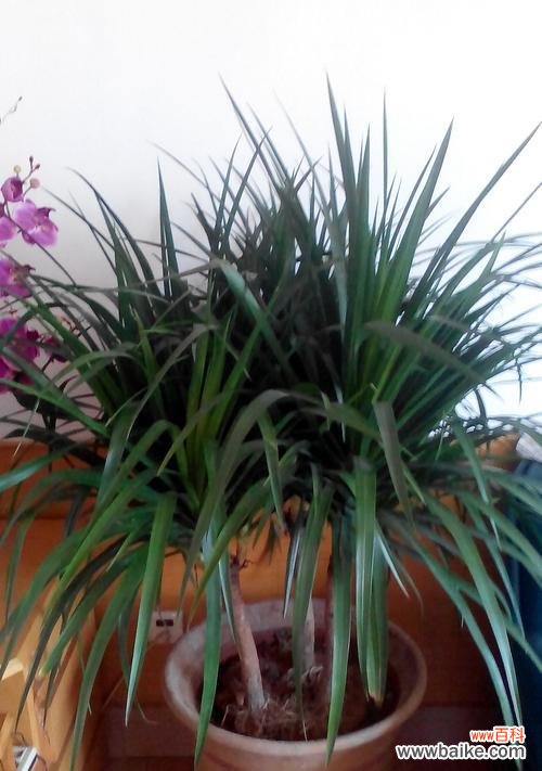 探索植物中象征父母的意义与象征 植物中象征父母的丰沛之爱