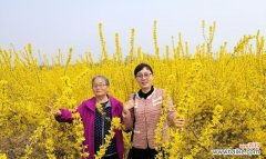 以象征父爱的植物为主题的探索与分享 植物与父爱——生命中的呵护