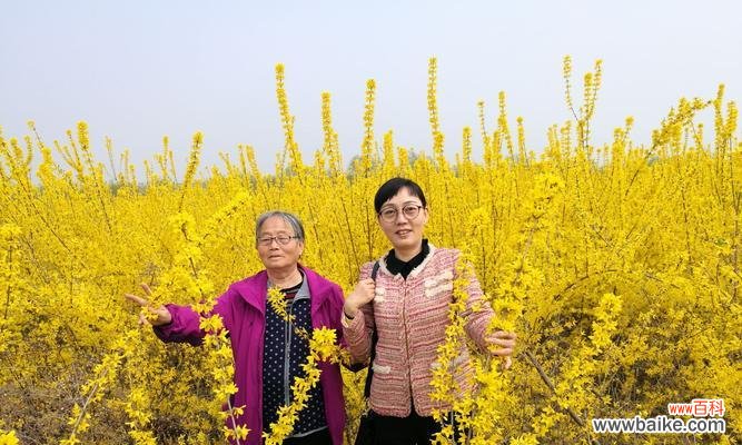 以象征父爱的植物为主题的探索与分享 植物与父爱——生命中的呵护