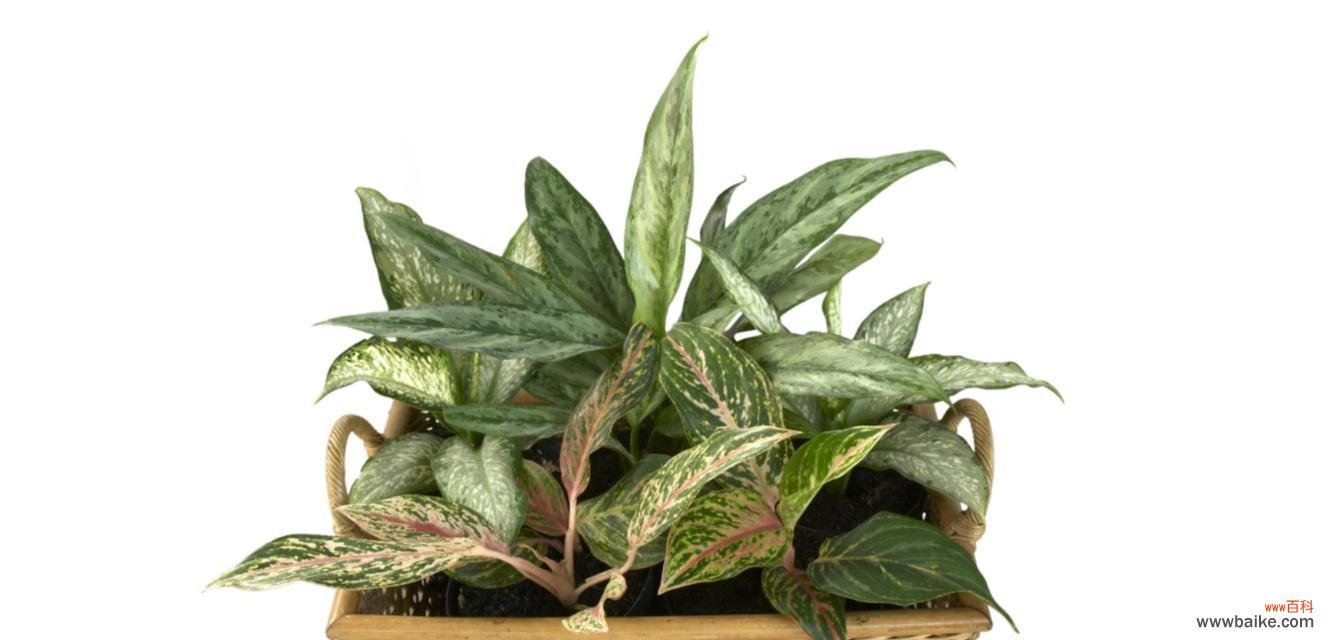 以象征父爱的植物为主题的探索与分享 植物与父爱——生命中的呵护