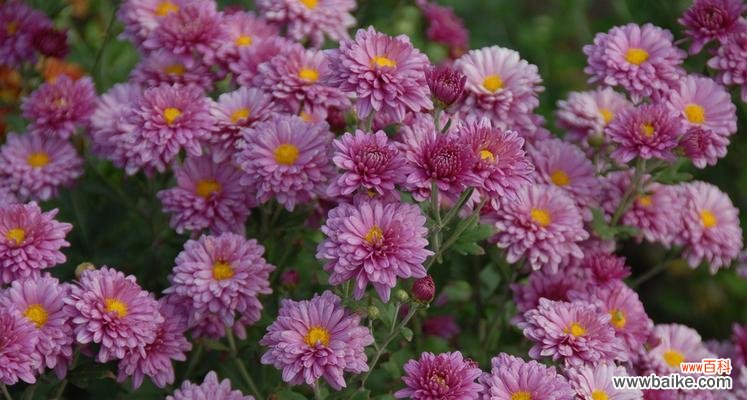 以象征奉献的植物及其意义 植物中的奉献精神