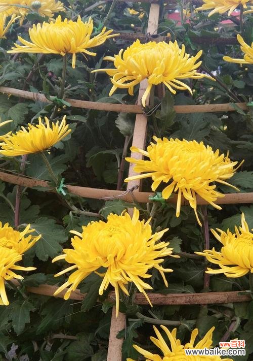 以象征奉献的植物及其意义 植物中的奉献精神