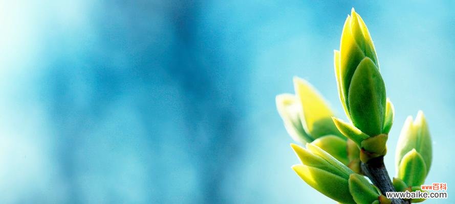 自由之花 自由之花