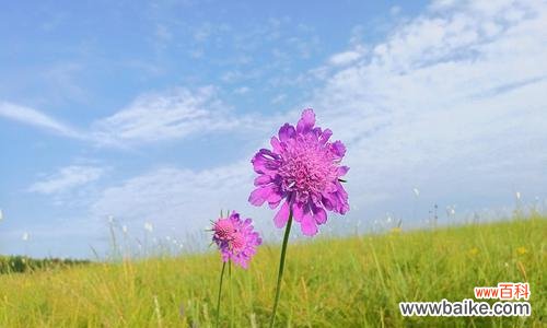 自由之花 自由之花