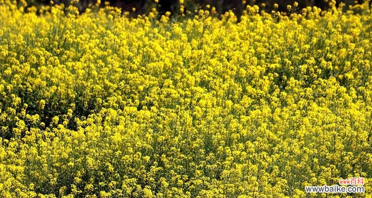 以植物为媒介,探索人类精神的力量与意义 植物中的精神——象征与启示